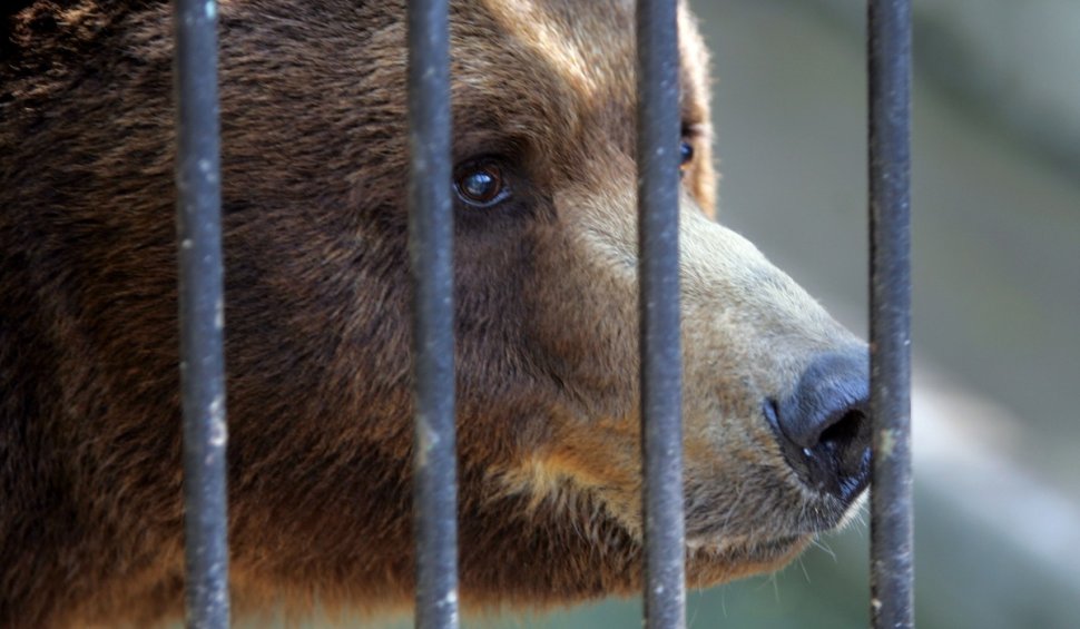 Grădina Zoologică de la Piatra Neamț se închide: "Niciun suflet nu va mai fi chinuit aici"