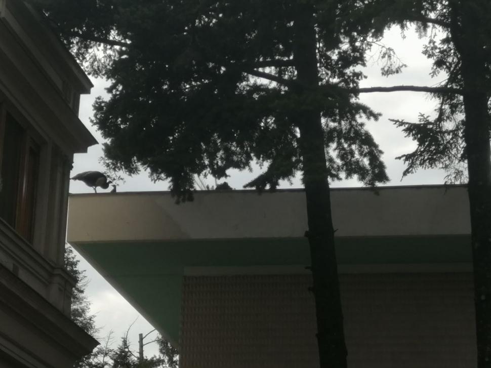 Imagini exclusive din ''Casa Ceauşescu'', palatul de lux din centrul Capitalei 694232