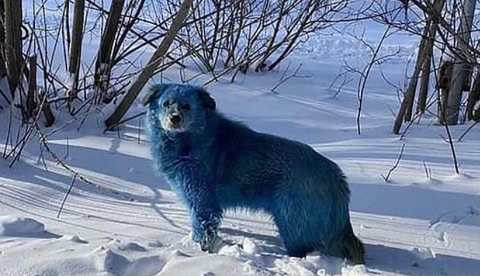 Câini cu blana albastră, pe străzile din Rusia. Cine ar fi de vină 694532