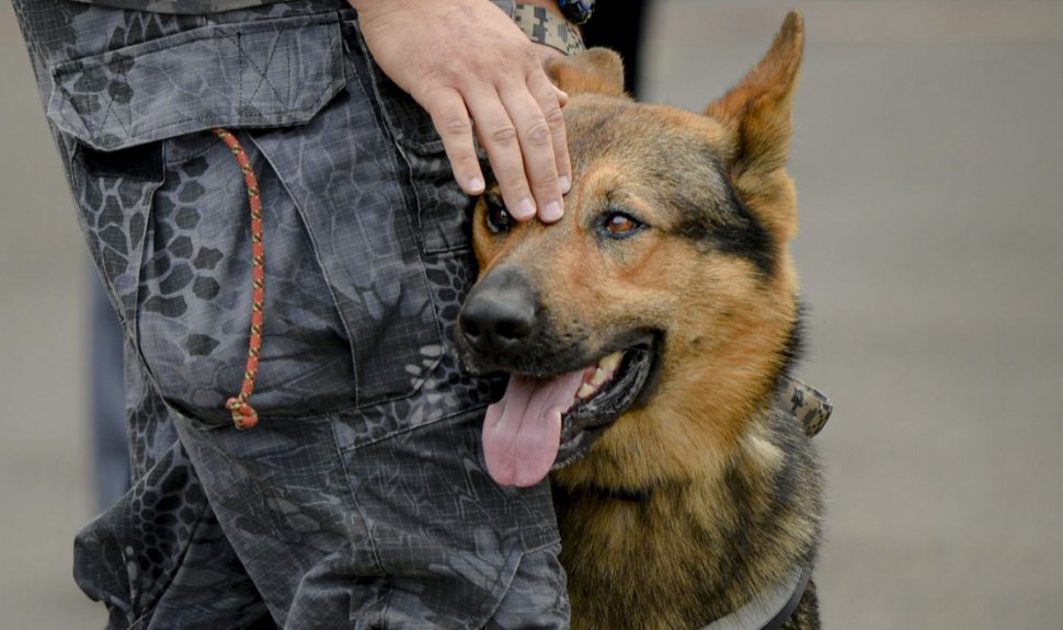 Câini dresaţi să detecteze persoanele infectate cu virusul SARS-Cov-2