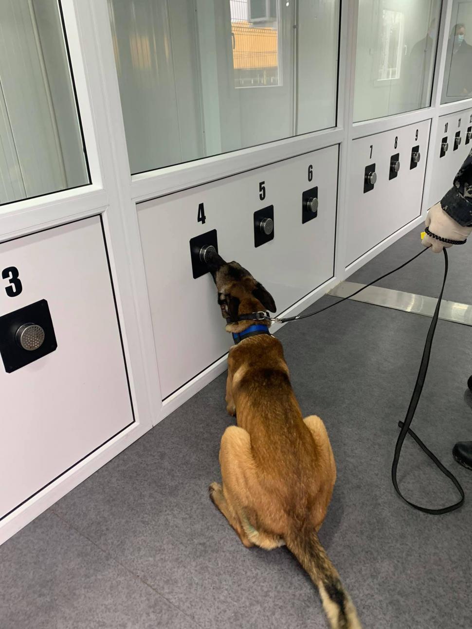 Câini dresaţi să detecteze persoanele infectate cu virusul SARS-Cov-2 694550