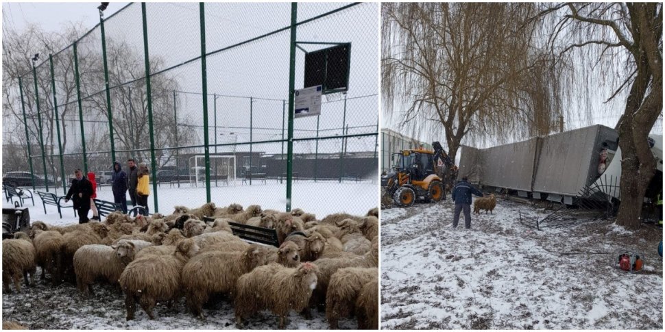 Un TIR cu oi s-a răsturnat şi a intrat în gardul unei şcoli
