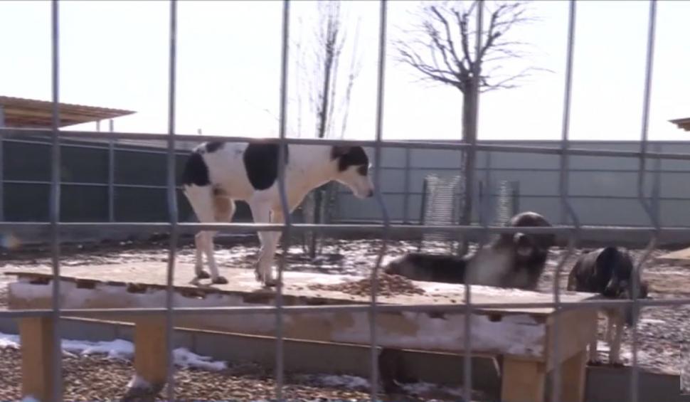 Salvatorii câinilor fără stăpân, mesaj pentru toţi iubitorii de animale