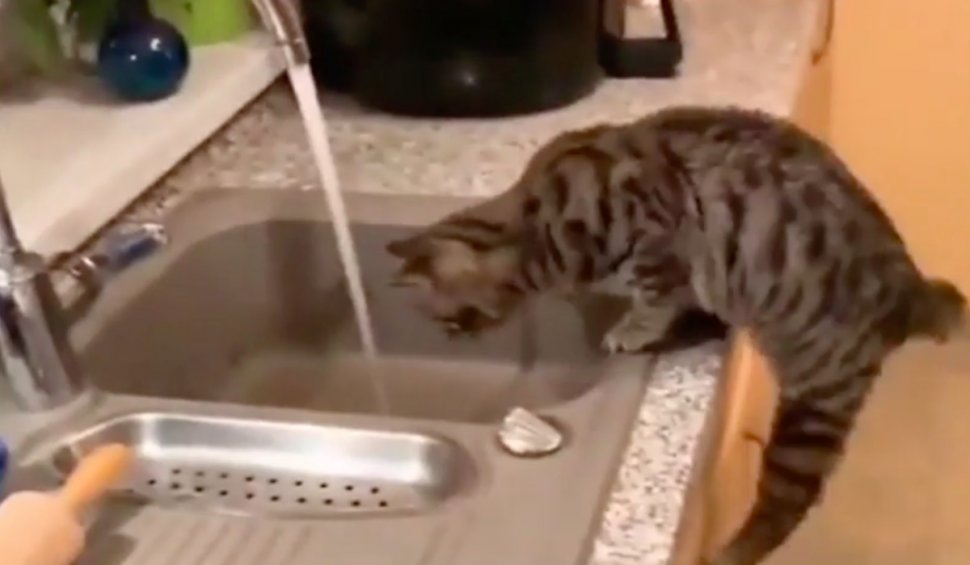 Reacție surprinzătoare a unei pisici, atunci când stăpânul dă drumul la robinetul de apă: Filmarea a devenit virală