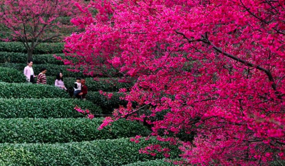 În timp ce SUA și Europa se luptă cu furtunile de zăpadă și temperaturile negative, în sudul Chinei au înflorit cireșii 695486