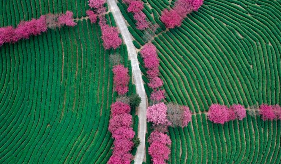 În timp ce SUA și Europa se luptă cu furtunile de zăpadă și temperaturile negative, în sudul Chinei au înflorit cireșii 695487