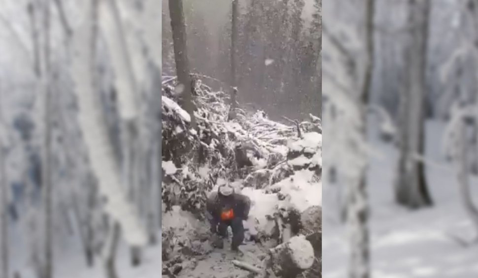 Atât i-a dus mintea! Trei muncitori din Neamţ au scos patru pui de urs din bârlog şi i-au aruncat în zăpadă. Ce a urmat este revoltător