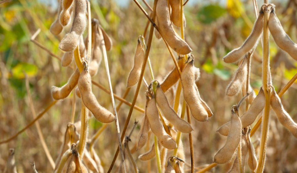 Cultura de soia - cum alegi semințele și cum pregătești solul pentru cultivare