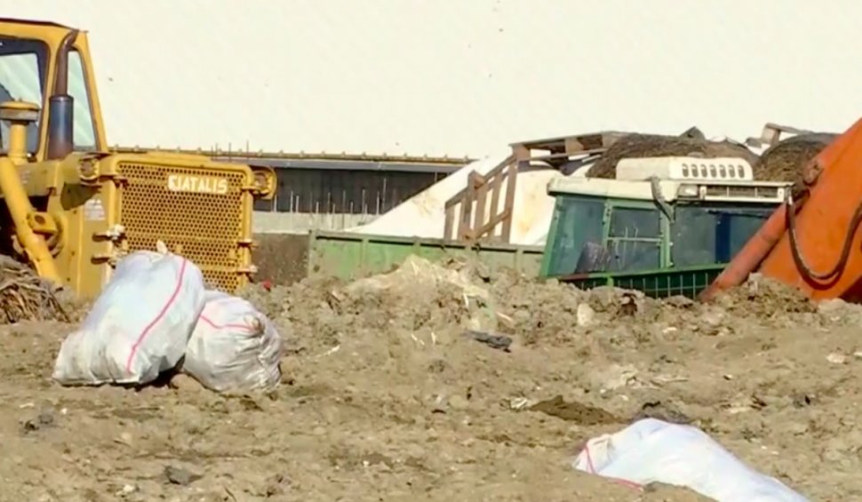 Dezastru ecologic în Tulcea! Pe langă oile îngropate pe câmp s-au descoperit și cadavrele a sute de porci