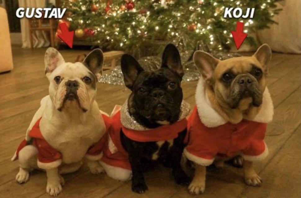 Lady Gaga, jefuită! Un suspect a deschis focul și a reușit să dispară cu prada. Un angajat al vedetei, lovit de gloanțe 696620