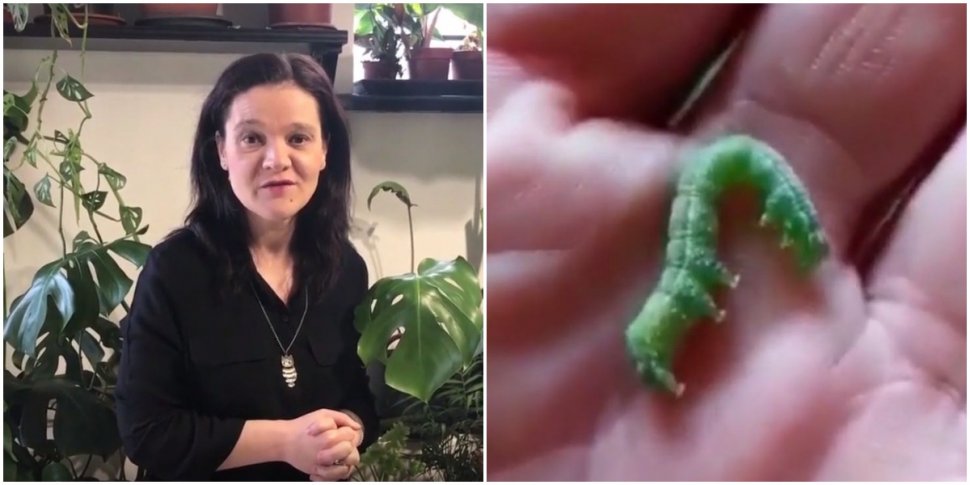 Cum ne apărăm plantele de cotarul verde, larva unui fluture de tip molie
