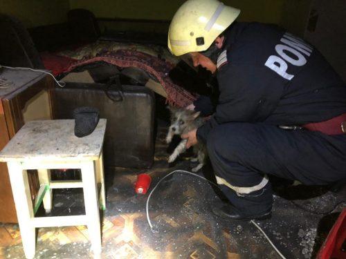 Incendiu într-un bloc de locuințe din Tulcea. Locatarii s-au autoevacuat!   696753
