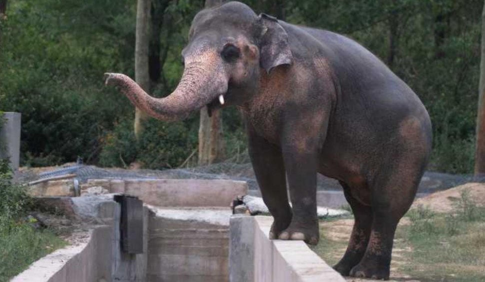 Îngrijitor de la o grădină zoologică, ucis de trompa unui elefant: "Forţa loviturii a fost extraordinară" 
