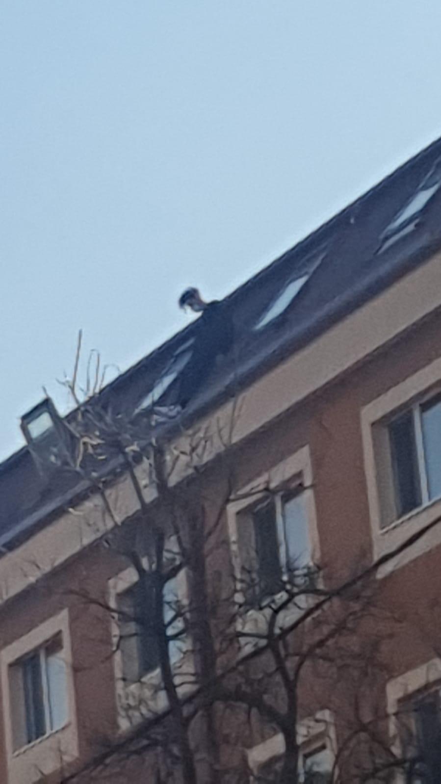 A murit studentul care se aruncase de pe acoperișul unui cămin din București 697622