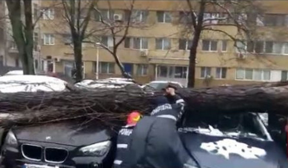 Maşini avariate, după ce un copac s-a prăbuşit din cauza vântului în Bucureşti
