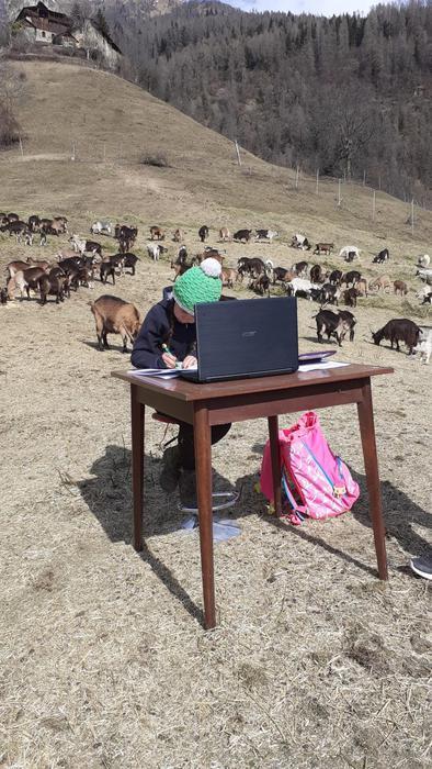 O fetiță de 10 ani face școală online pe vârf de munte, între animale  699928