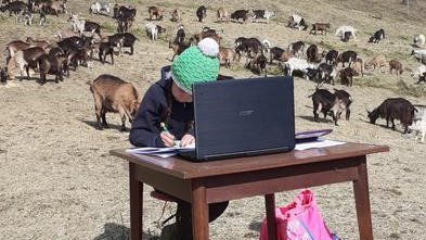 O fetiță de 10 ani face școală online pe vârf de munte, între animale 