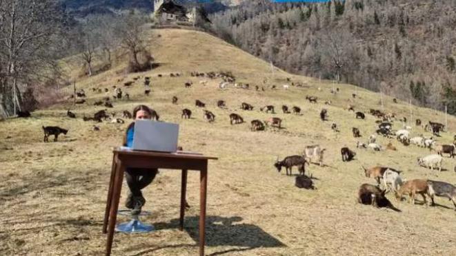 O fetiță de 10 ani face școală online pe vârf de munte, între animale  699930