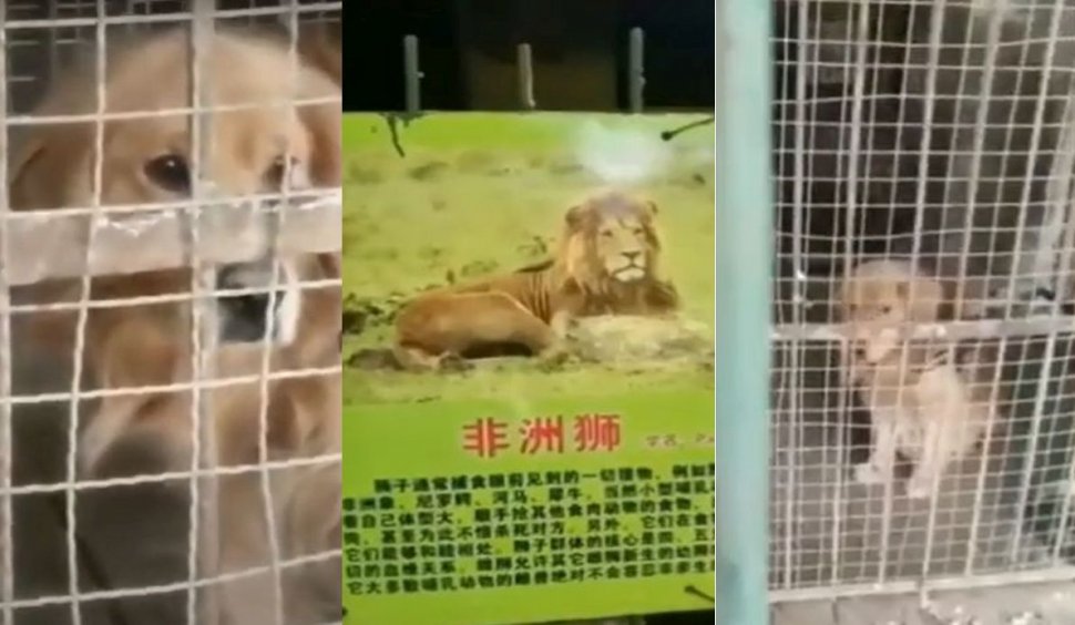 Paradox într-o grădină zoologică din China. Leul african s-a transformat într-un căţeluş golden retriever într-o cuşcă prea mare