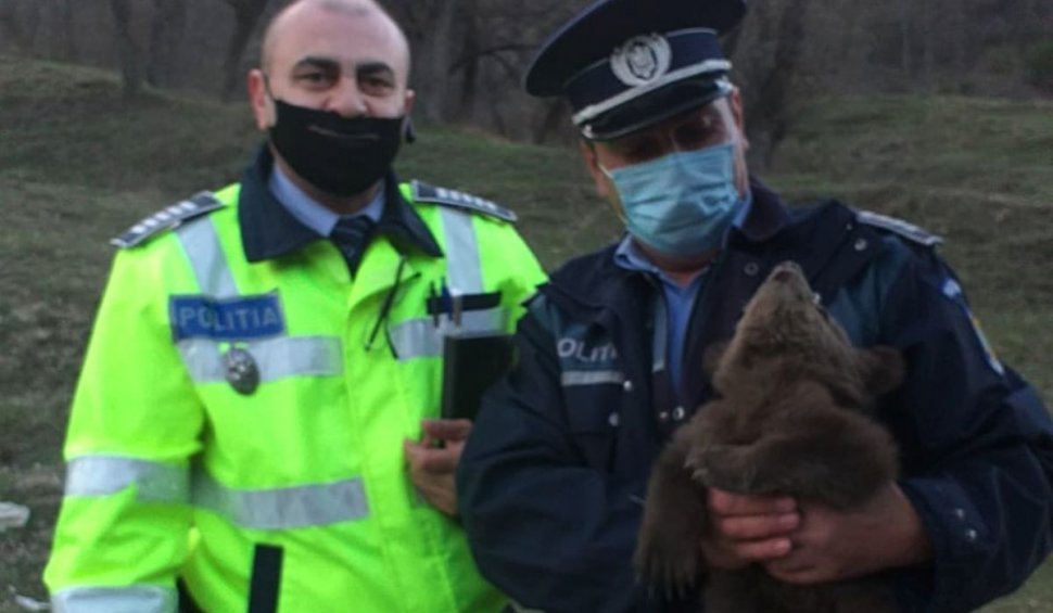 Un pui de urs care şi-a pierdut mama a fost găsit pe marginea unui drum din Vrancea