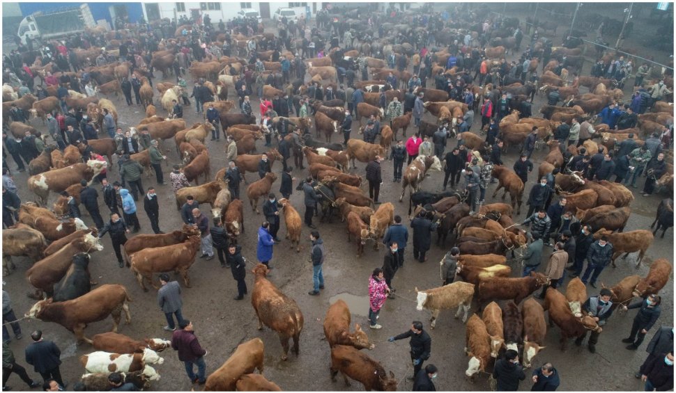 OMS cere interzicerea vânzării de animale vii în piețe