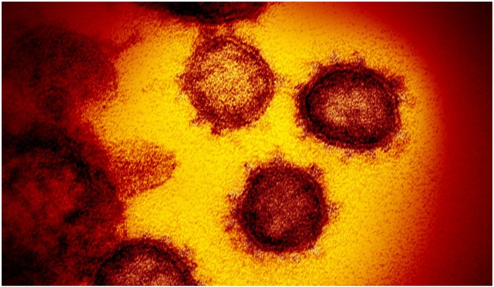 Şefa serviciilor americane despre originea COVID-19: "Virusul nu a fost creat de om sau modificat genetic" 