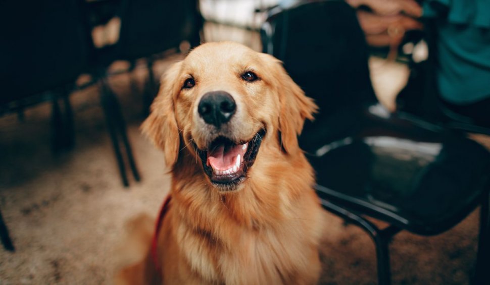 5 lucruri despre câinele tău pe care medicul veterinar ar vrea să nu le uiți niciodată