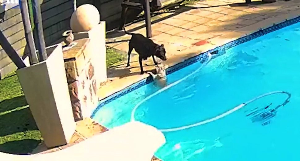 Câine Amstaff filmat în timp ce își salvează prietenul de la moarte, după ce a căzut într-o piscină