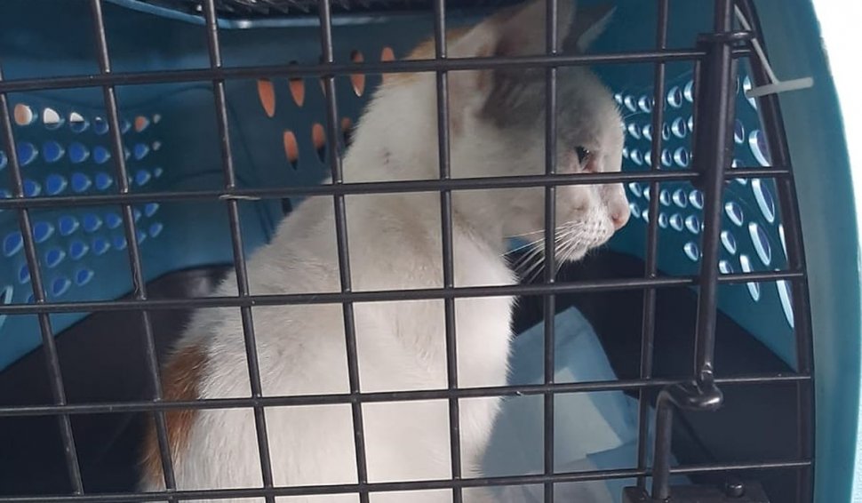 Pisica, ultima inovaţie în traficul de droguri. Felina a fost capturată pe când încerca să transporte stupefiante la închisoare
