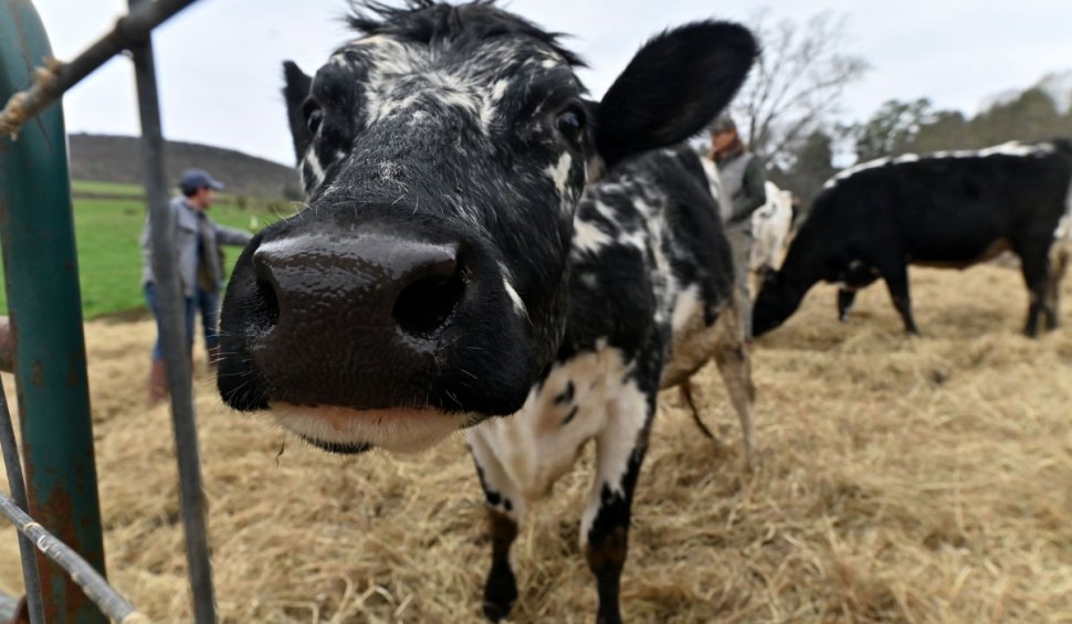 Un primar din Gorj a fotografiat vacile vecinilor și a folosit poze de pe internet pentru a primi fonduri europene