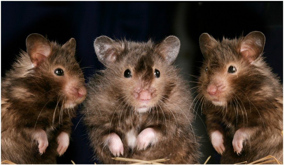 Șobolanii pot infecta oamenii cu COVID-19? Un studiu din Marea Britanie are răspunsul
