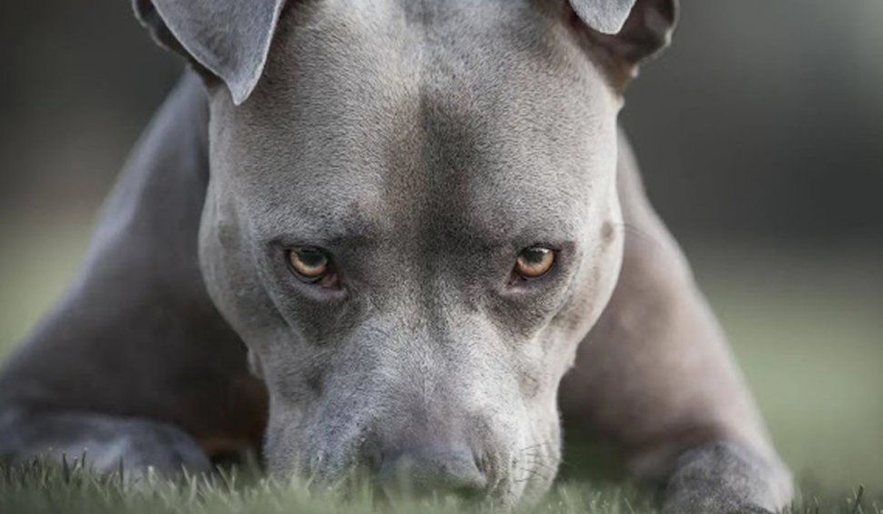 Mai mulți oameni și animale au fost atacaţi de un câine Pitbull agresiv lăsat nesupravegeat pe o stradă din Năsăud
