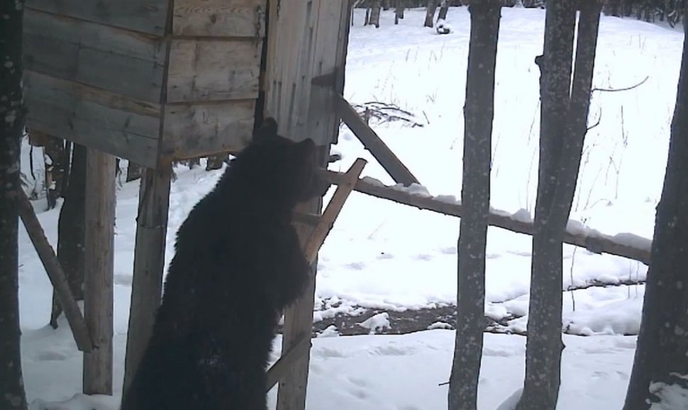 Urs tânăr şi flămând surprins la furat, într-un Ocol Silvic din Caraş-Severin. A insistat până a reuşit să plece cu prada
