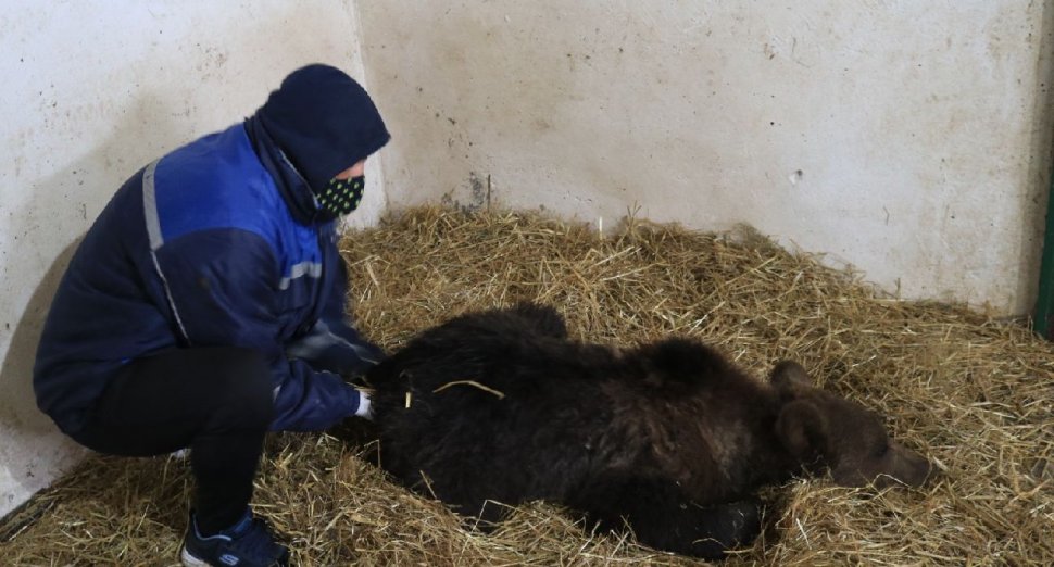 Puiul de urs orfan, salvat de la moarte în Harghita, va fi relocat în sanctuarul Libearty din Zărneşti