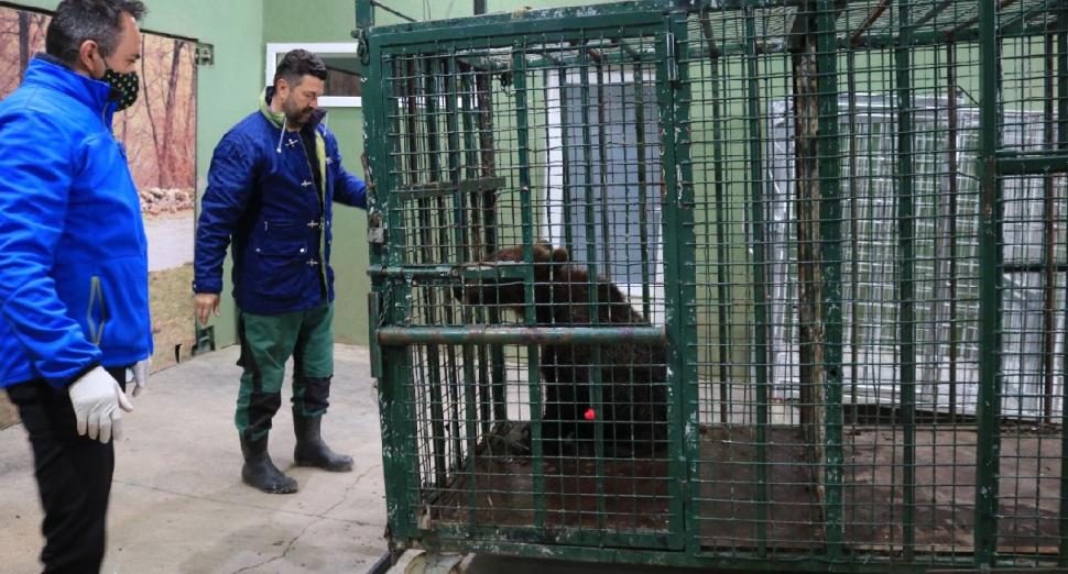 Puiul de urs orfan, salvat de la moarte în Harghita, va fi relocat în sanctuarul Libearty din Zărneşti 704704