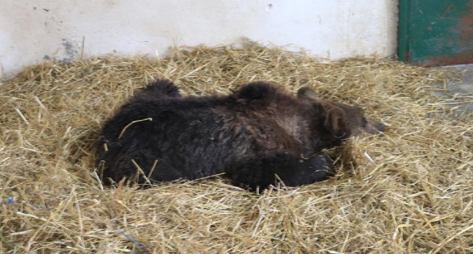 Puiul de urs orfan, salvat de la moarte în Harghita, va fi relocat în sanctuarul Libearty din Zărneşti 704705