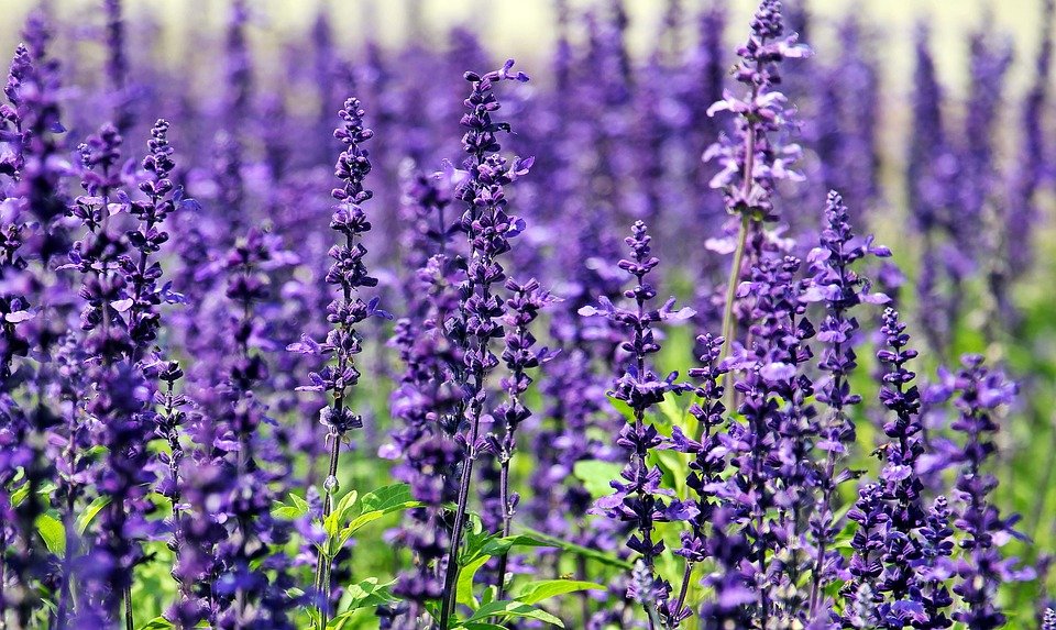 Violetele – semnificații, legende, istorie si cum le îngrijim 