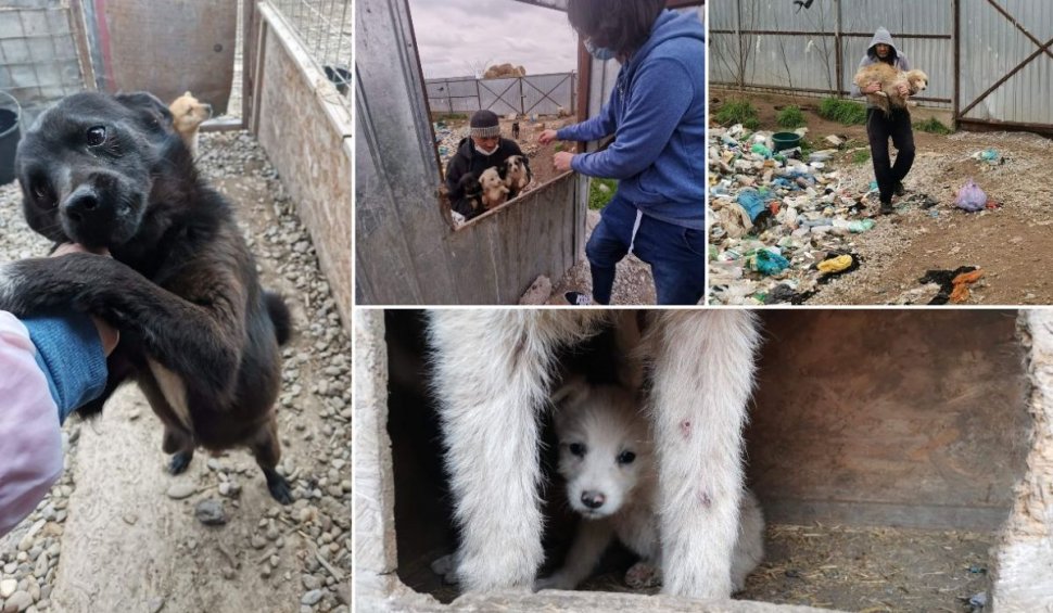 Zeci de câini au fost aruncaţi într-o groapă de gunoi de lângă Mănăstirea Vladimireşti