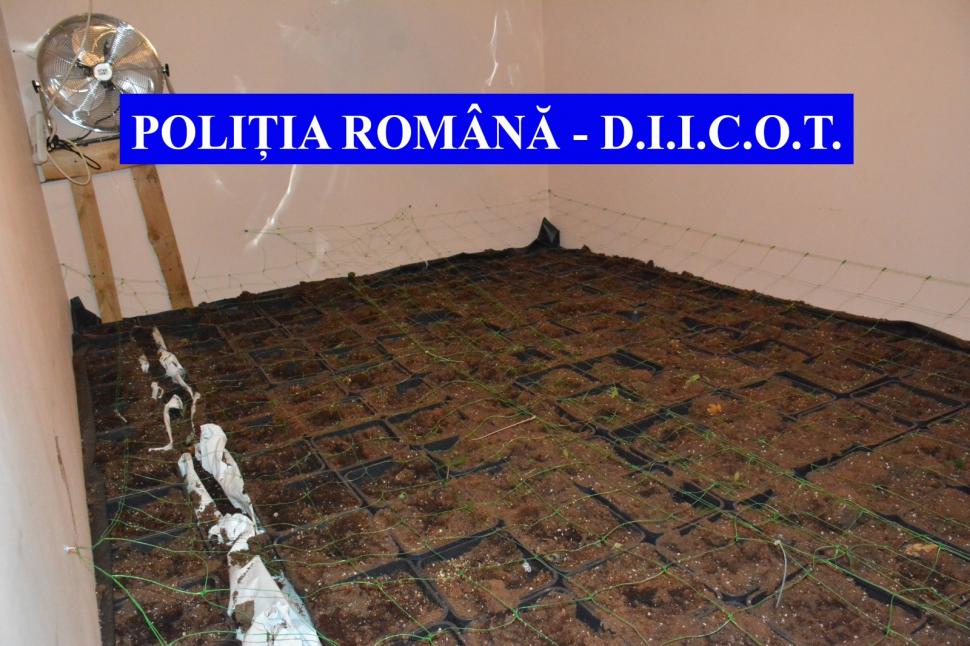 Traficanți de droguri din Galați, prinși când aruncau sute de plante de cannabis în Dunăre 705114