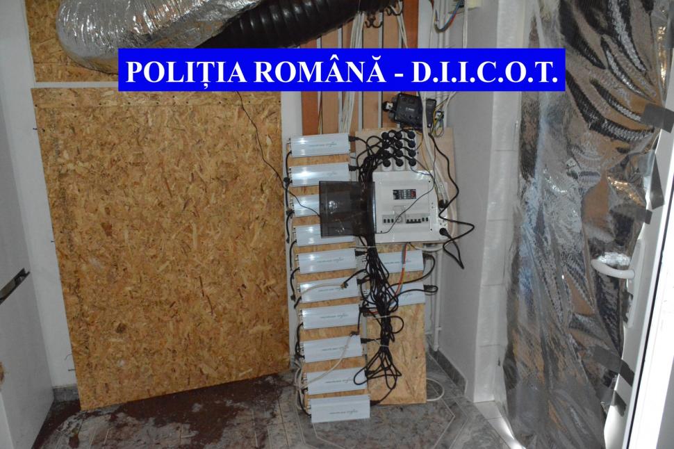 Traficanți de droguri din Galați, prinși când aruncau sute de plante de cannabis în Dunăre 705115