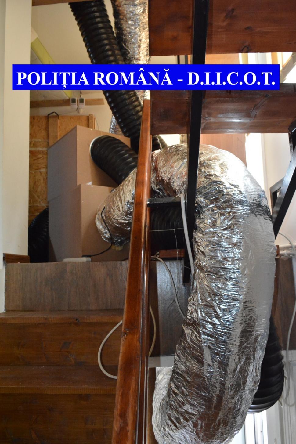 Traficanți de droguri din Galați, prinși când aruncau sute de plante de cannabis în Dunăre 705116