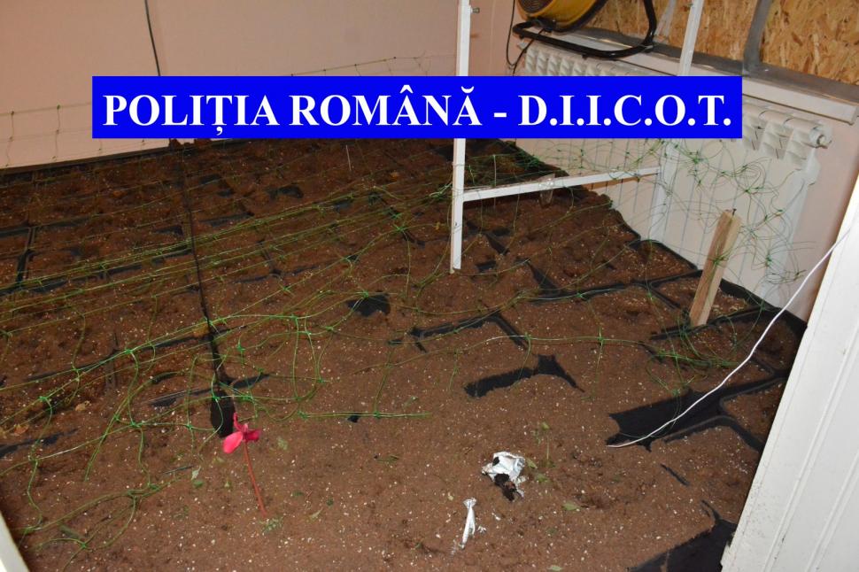 Traficanți de droguri din Galați, prinși când aruncau sute de plante de cannabis în Dunăre 705117