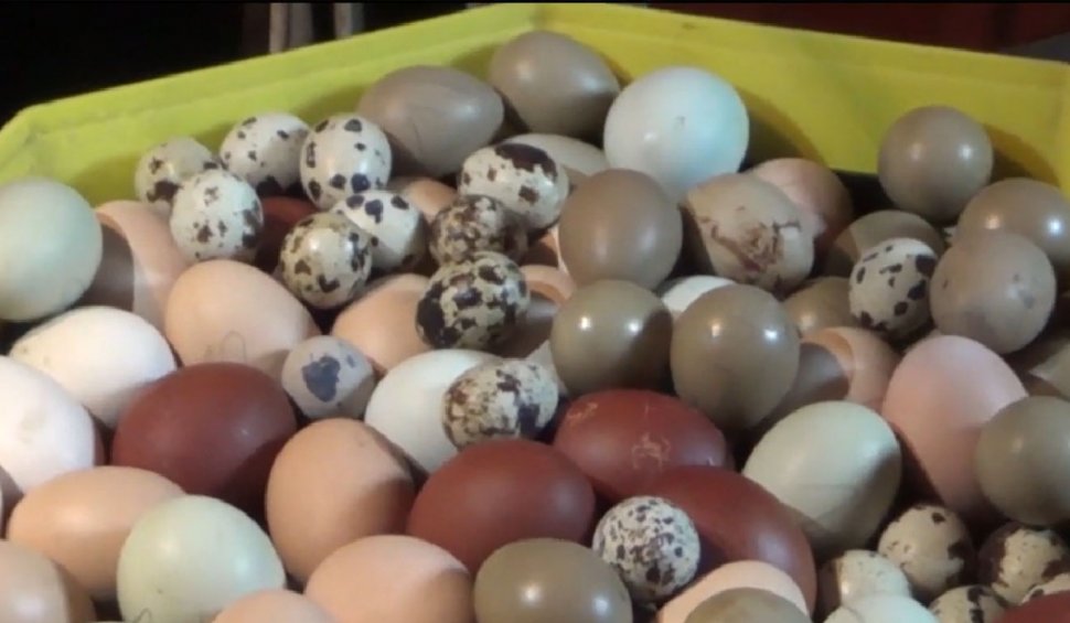 Găinile fac ouă gata colorate la o fermă din Caraș Severin