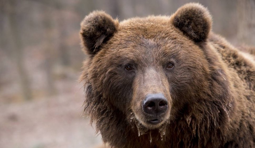 Alertă la Predeal, după ce un urs a fost văzut pe DN1