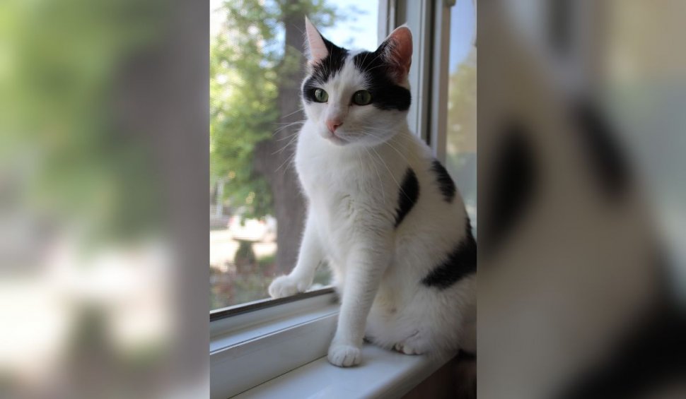 Un bărbat din Suceava a căzut în cap de la etaj, după ce a vrut să mângâie pisica aflată la geam