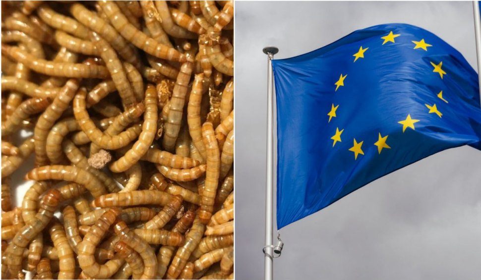 Viermii galbeni de făină, aprobaţi ca aliment în Uniunea Europeană. Trebuie să fie uscaţi
