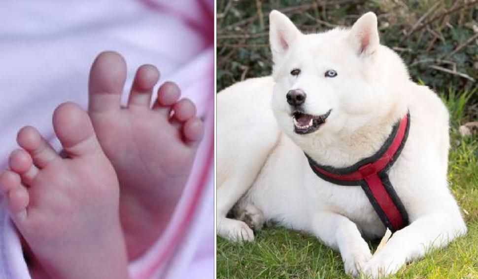 Un bebeluș, abandonat într-un parc din Marea Britanie, a fost salvat de un câine Husky 705695