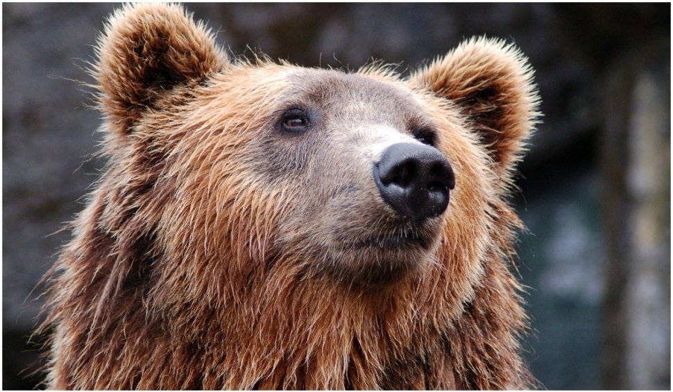 Arthur, "Regele urşilor" din România, în presa internaţională