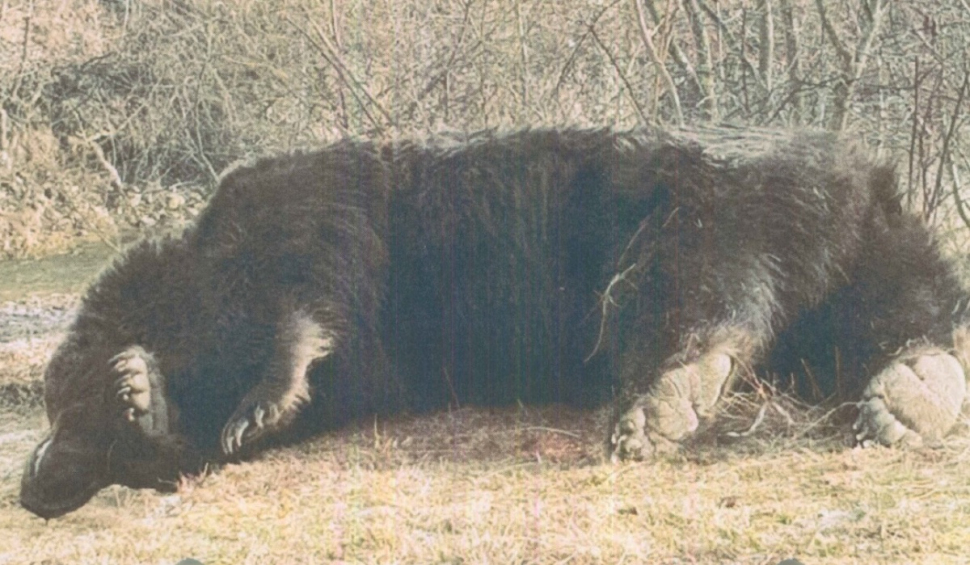 Dosar penal deschis în cazul uciderii ursului Arthur, pentru braconaj și uz nelegal de armă