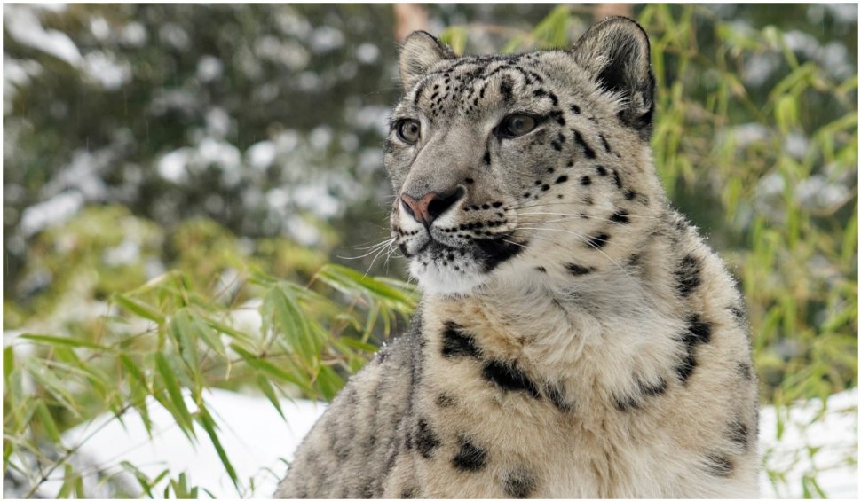 Trei leoparzi au evadat dintr-un parc safari în China